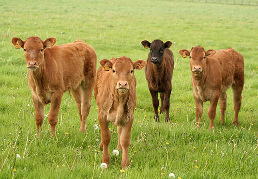 Beef Tallow Comedogenic Rating