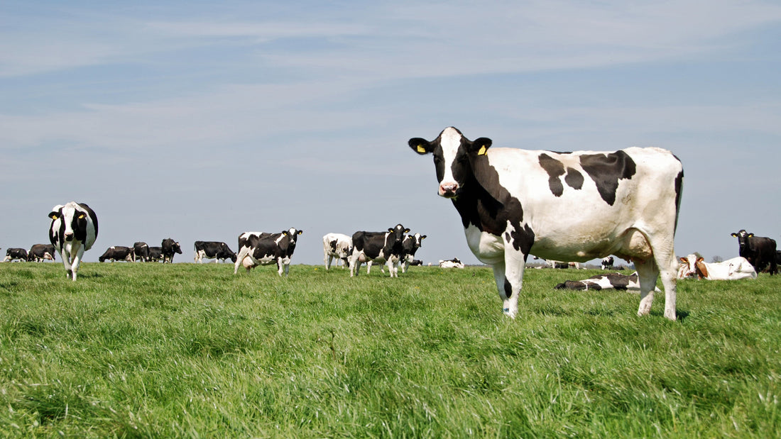 Best Beef Tallow for Men