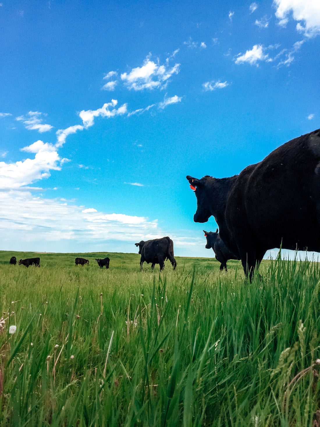 Is Beef Tallow Non Comedogenic