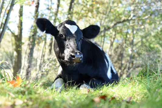 Does Tallow Clog Pores