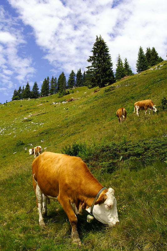 BEEF TALLOW SKINCARE