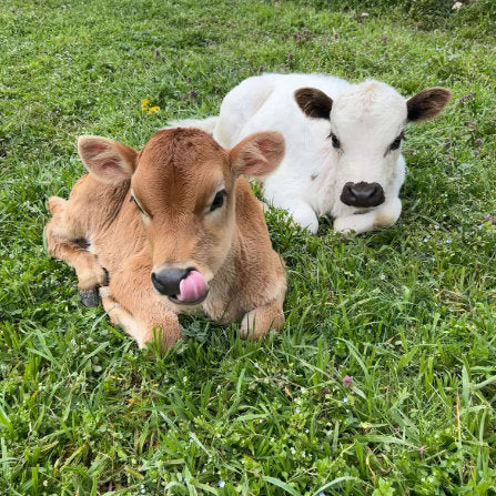 Grass Fed Beef Tallow Near Me