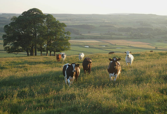 Beef Tallow