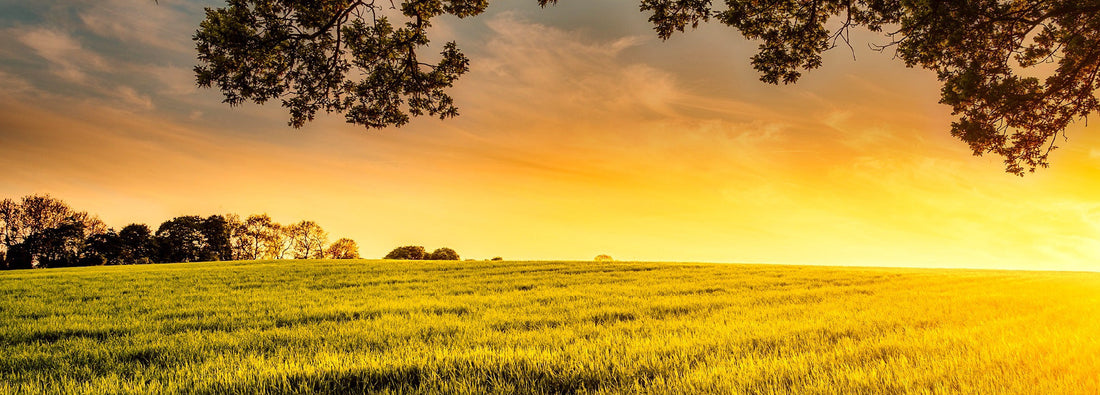 Beef Tallow Shelf Life